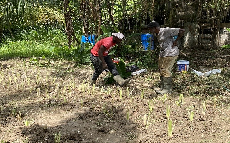 Vetiver Technology Equips Farmers in North Leeward to Fight Erosion