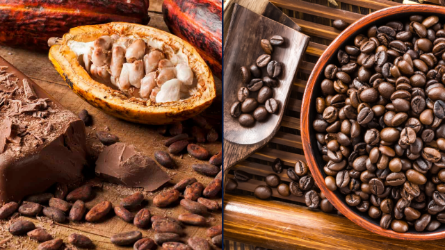 Guyana, Dom Rep launch large-scale cocoa-coffee initiative
