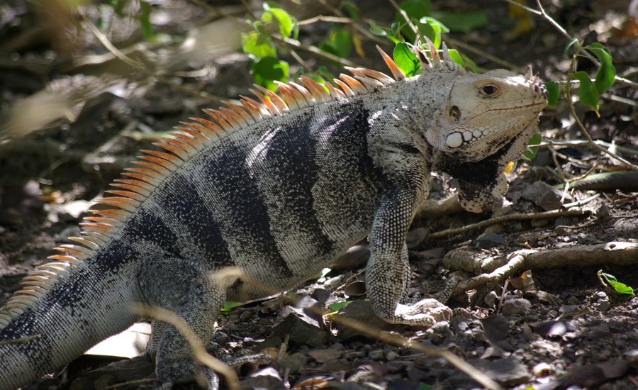 Public urged to refrain from capturing, disrupting wildlife species