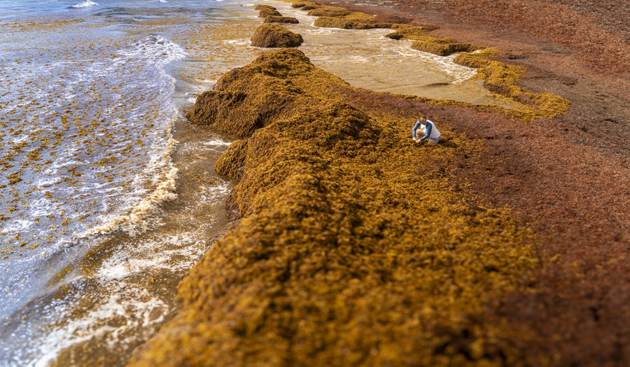 Seafields to launch sargassum pilot project in SVG