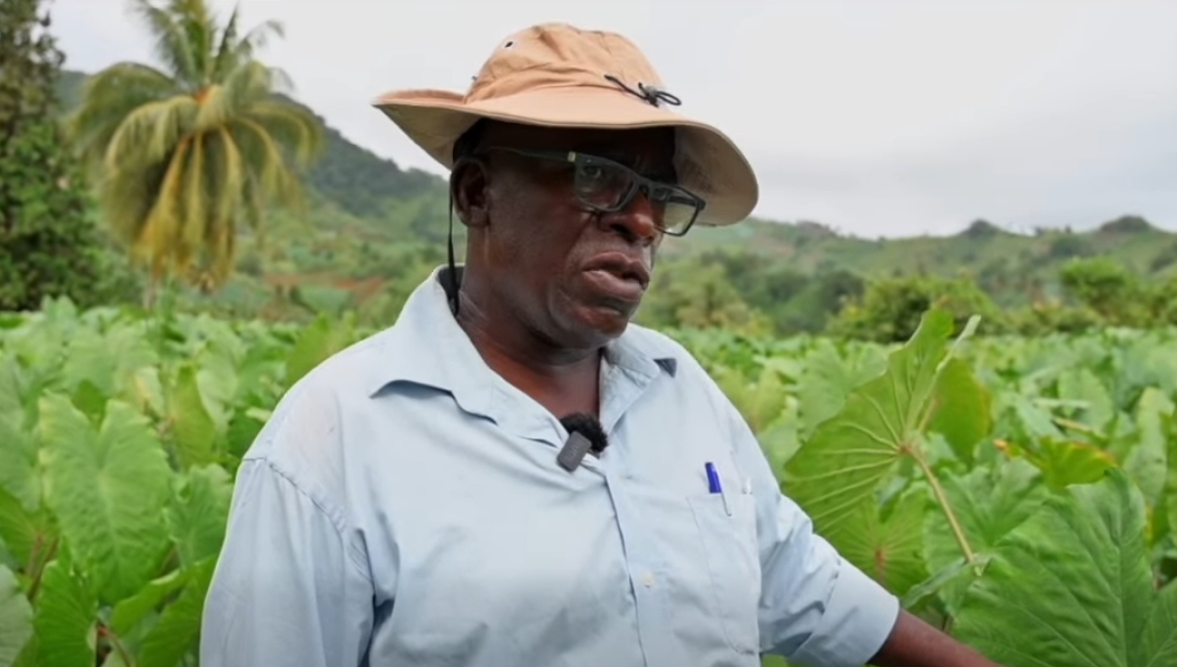 CARDI seeks perfect recipe for SVG dasheen farmers