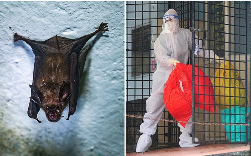 Deadly bat-borne virus sparks pandemic fears in Asia