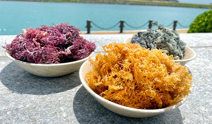 $25k grants available for seamoss farming proposals