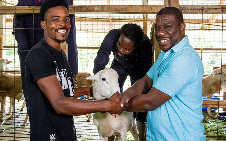SVG farmers receive pedigree lambs to boost food security