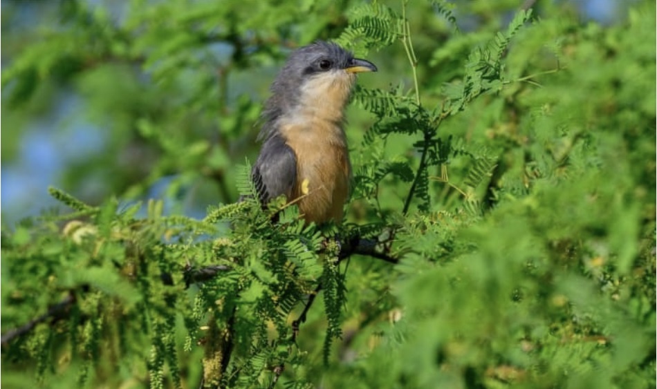 Youth Nature Rangers Receive Birdwatching Training