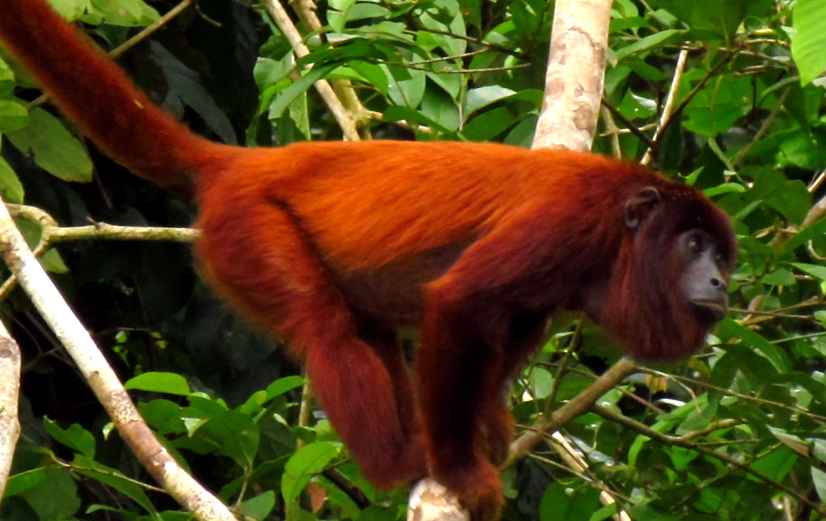 Monkey Death Triggers Yellow Fever Alert in Trinidad