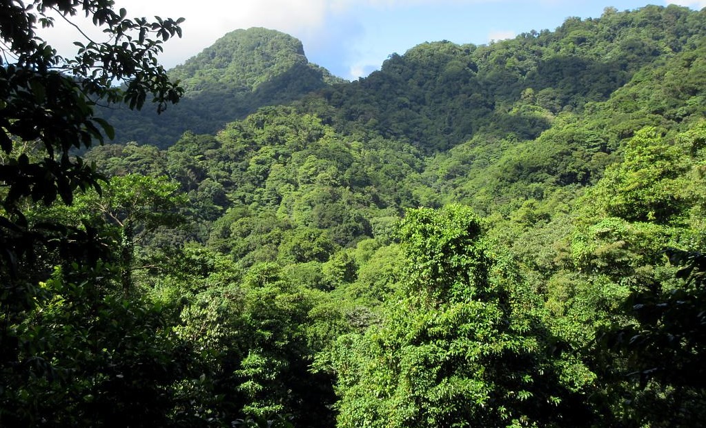 SCIENCE condemns wildlife law breaches in SVG