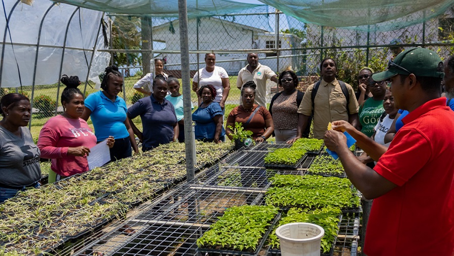 Local Farmers Learn Hot Pepper Best Practices