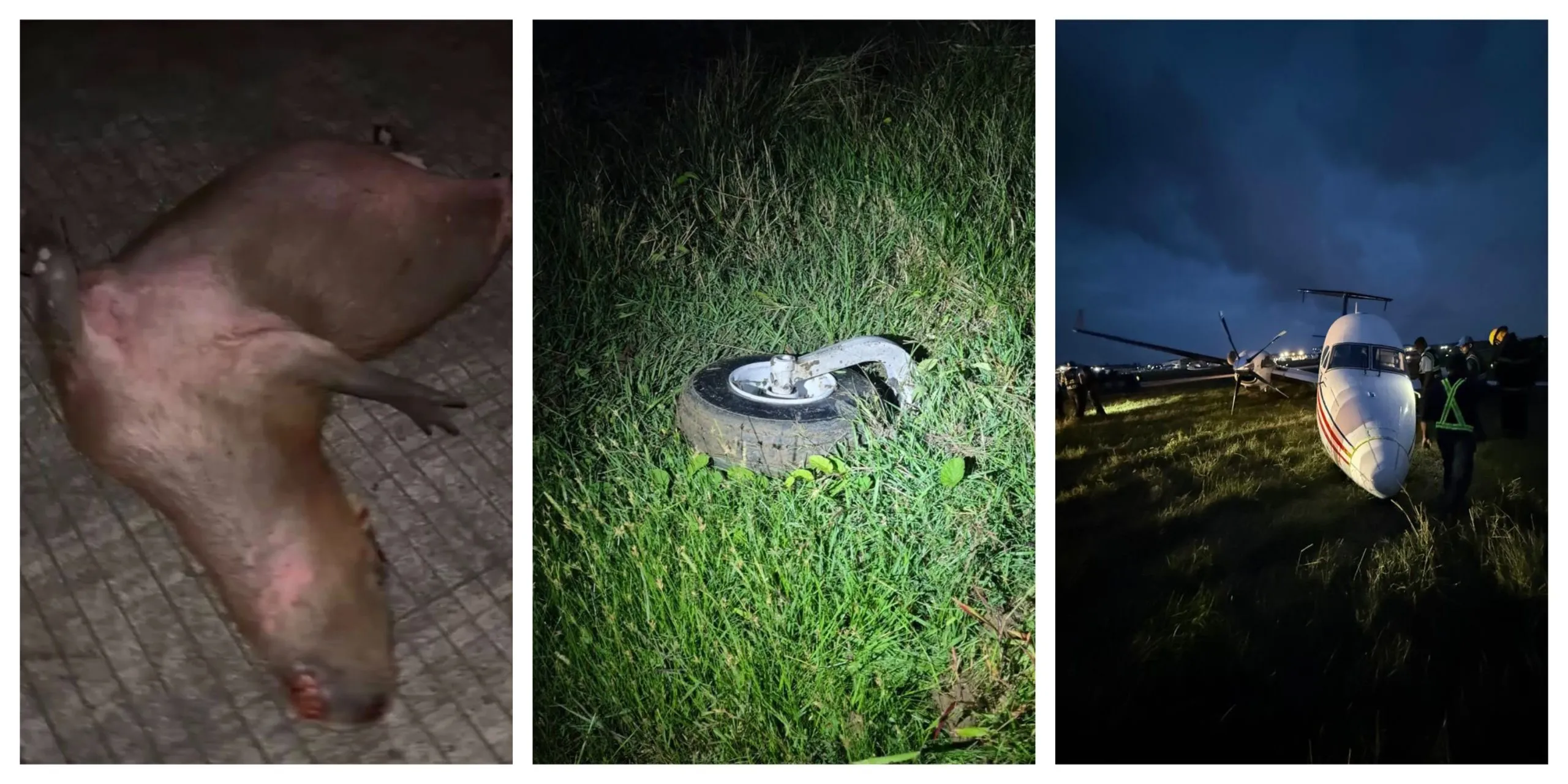 Trans Guyana Airways damaged after striking capybara during landing at Ogle