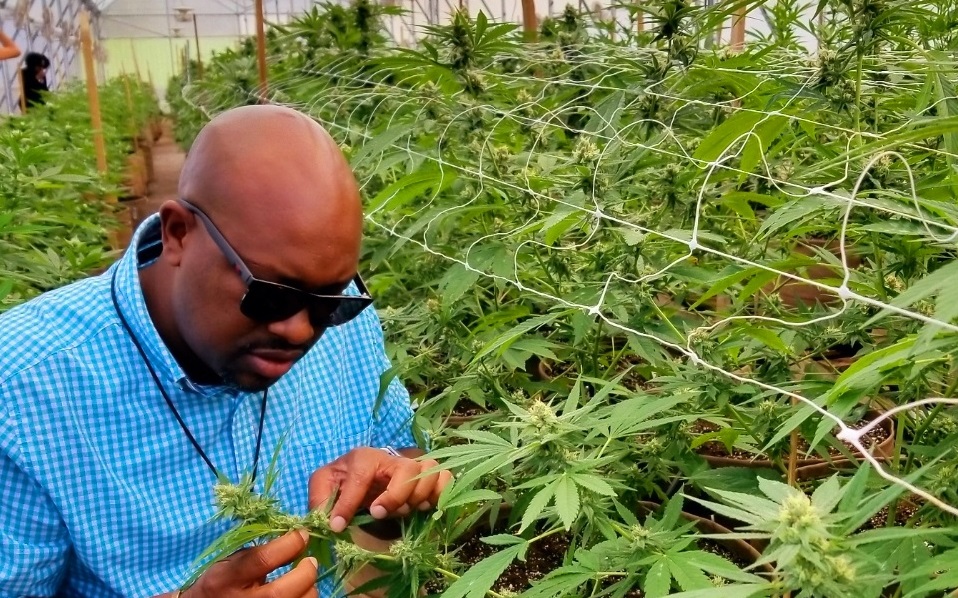 US reclassification of Cannabis & Caribbean banking access