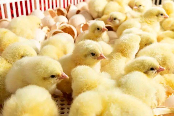 Barbados poultry sector backs small farmer expansion plan