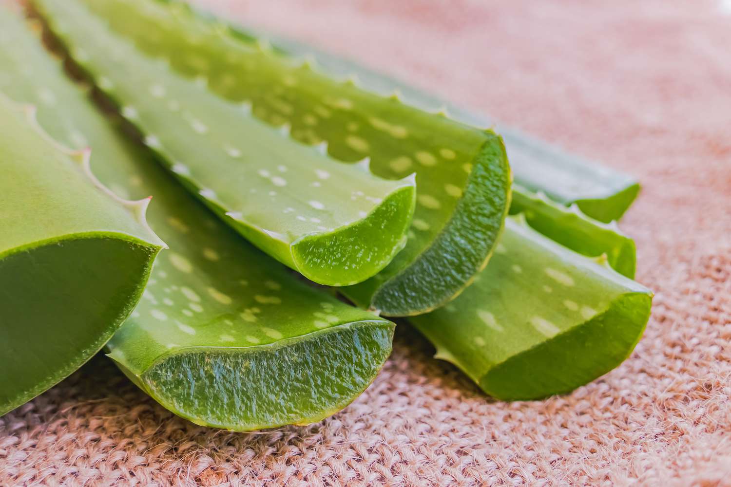 St. Vincent eyes Aloe Vera as lucrative export crop