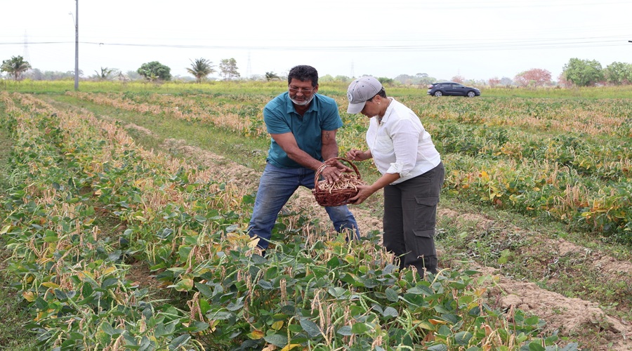 CARDI showcase successful black-eyed peas harvest in Trinidad