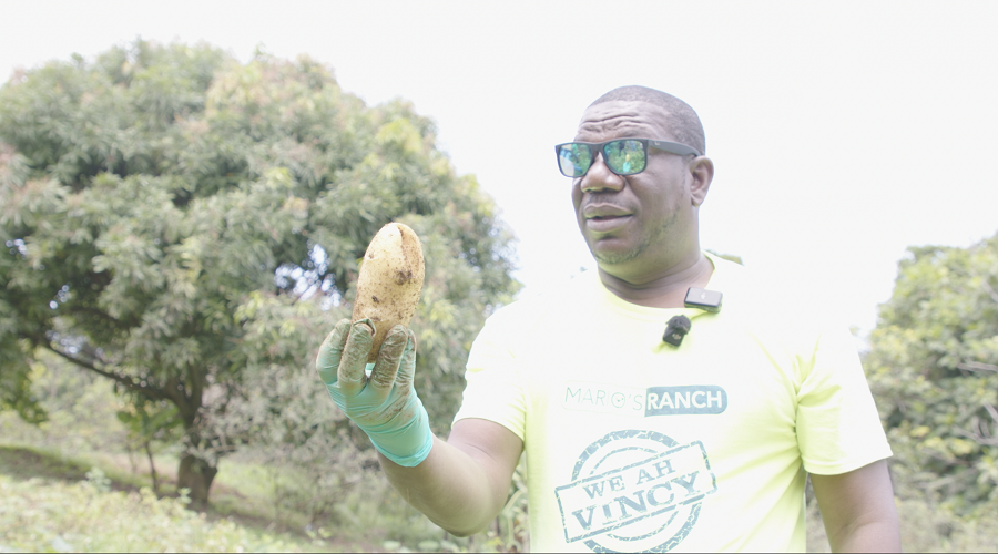 Irish potato trials exceed expectations in SVG