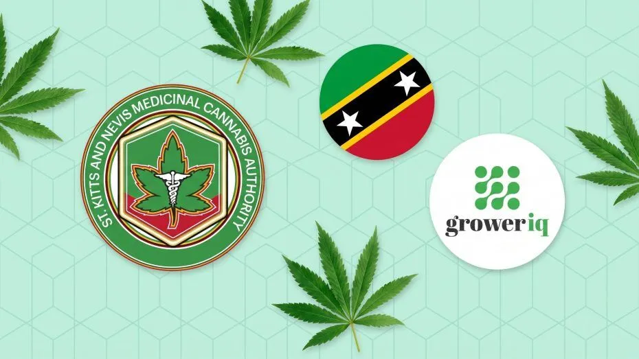 St Kitts sets global standard with seed-to-bank cannabis system