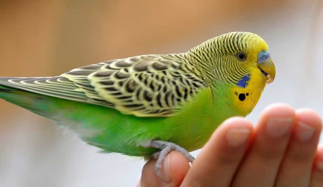 SVG lifts 15-year ban on importation of birds